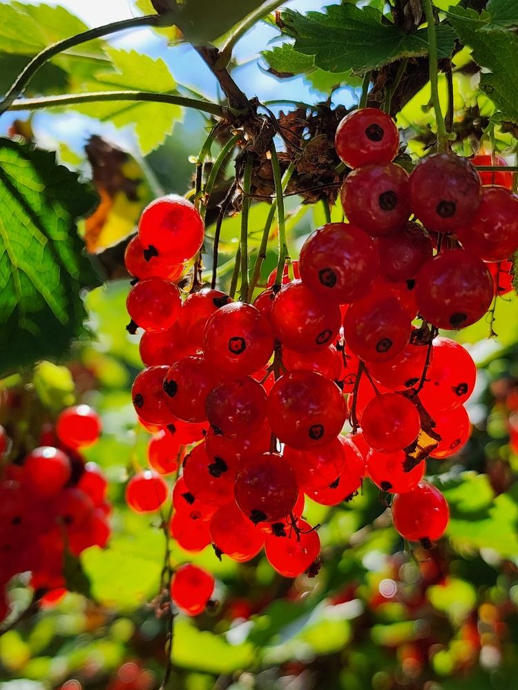 Photograph by Надежда Кудрявцева