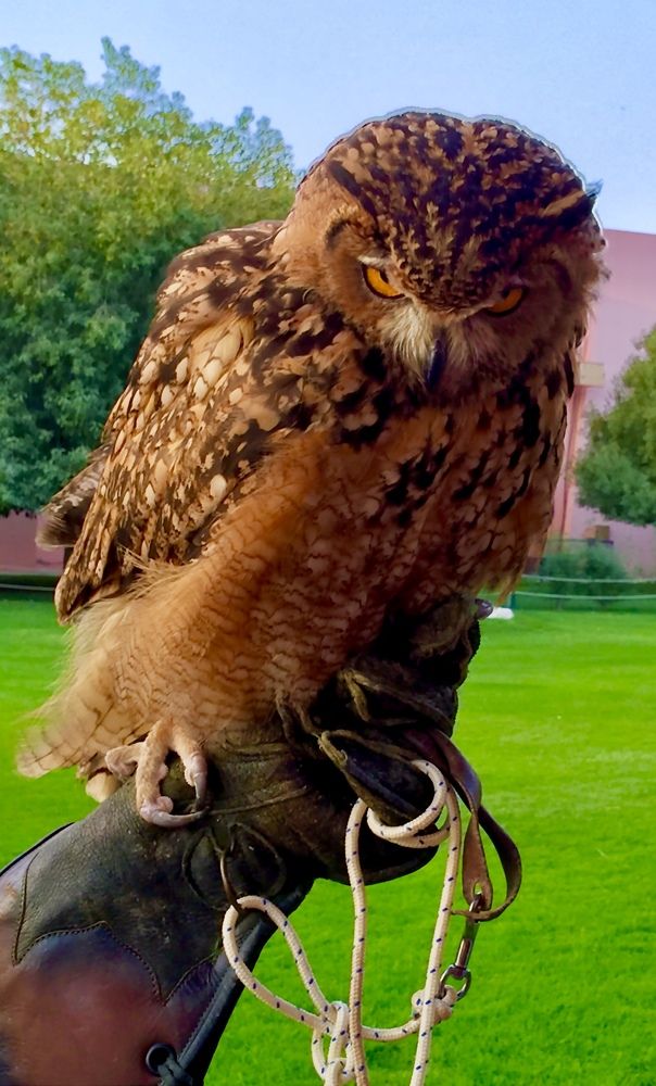 Фотография автора Sarrah Yehia