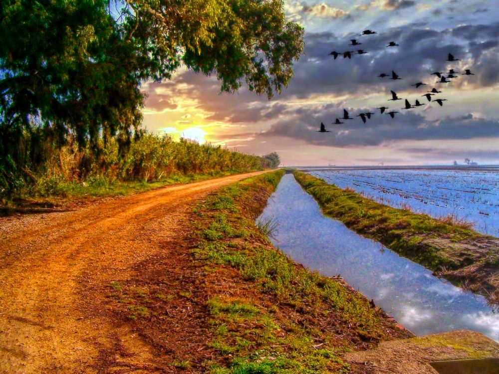 Delta de l'Ebre - camí, sèquia i cam d'arrós - Baix Ebre