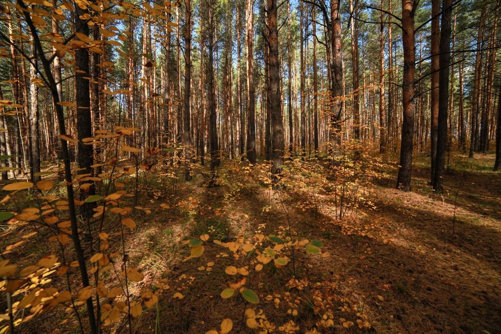 Photograph by Светлана Кавказская