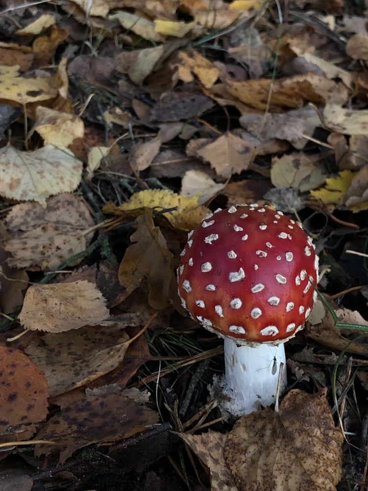 Photograph by Светлана Долганова