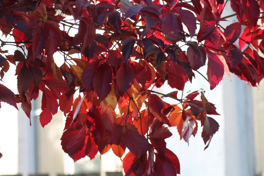 Photograph by Людмила Павловна