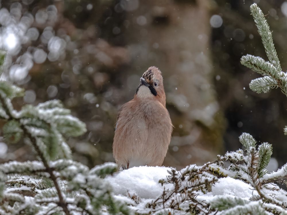 Photograph by Сергей Хабаров