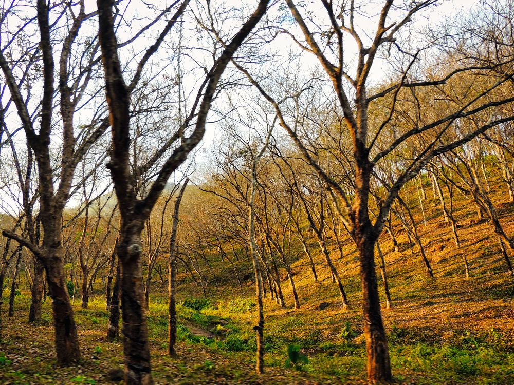 Photograph by Vimal Ram S