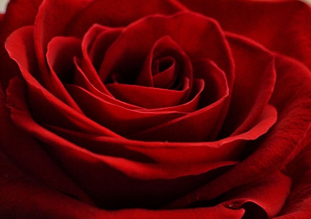 Фотография автора Ольга Беликова