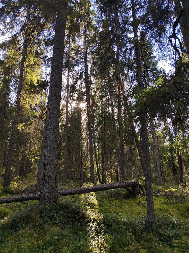 Photograph by Наталья Горовых