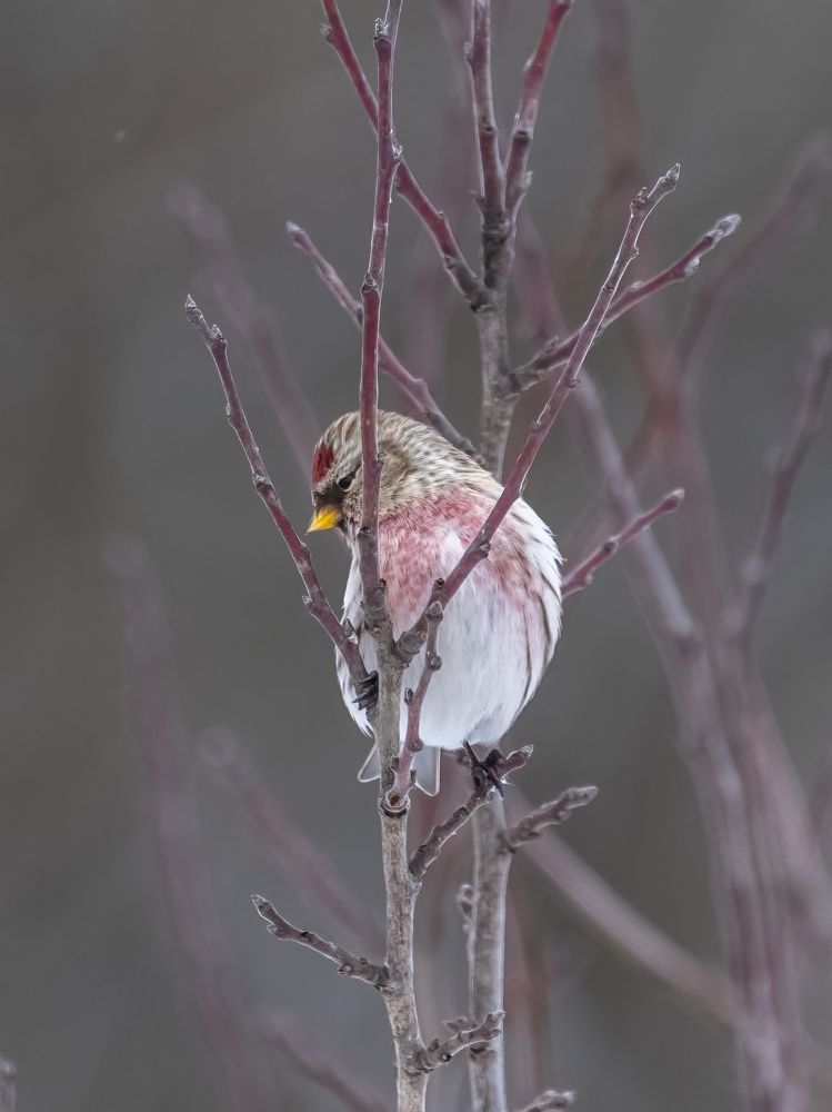 Photograph by Сергей Хабаров