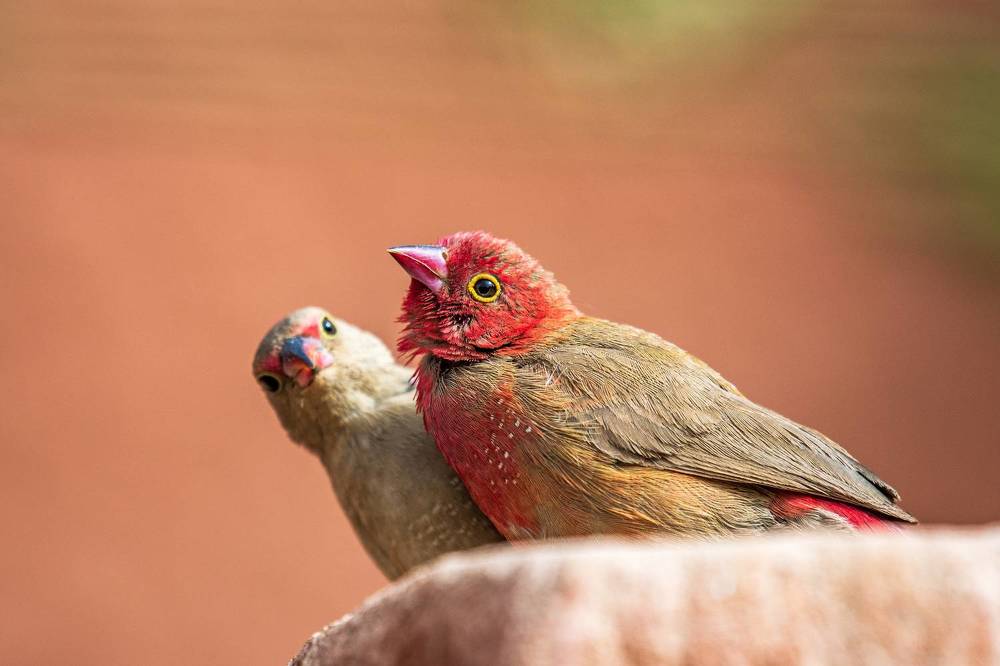 Photograph by Noureddine Belfethi