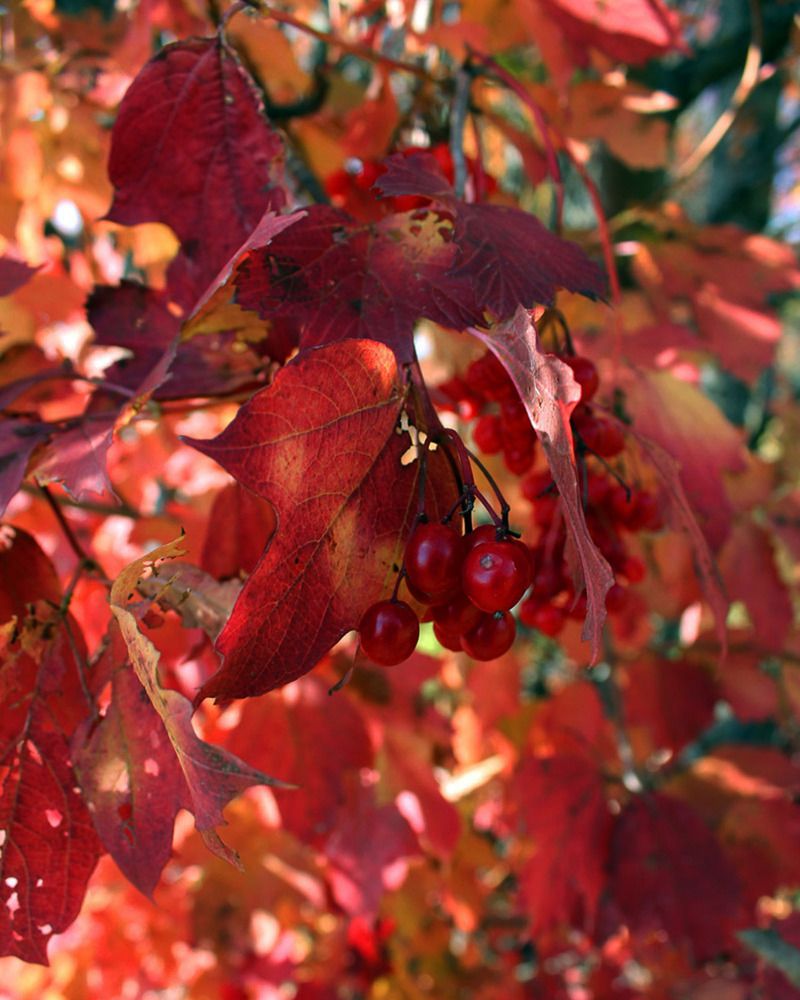 Photograph by Людмила Павловна