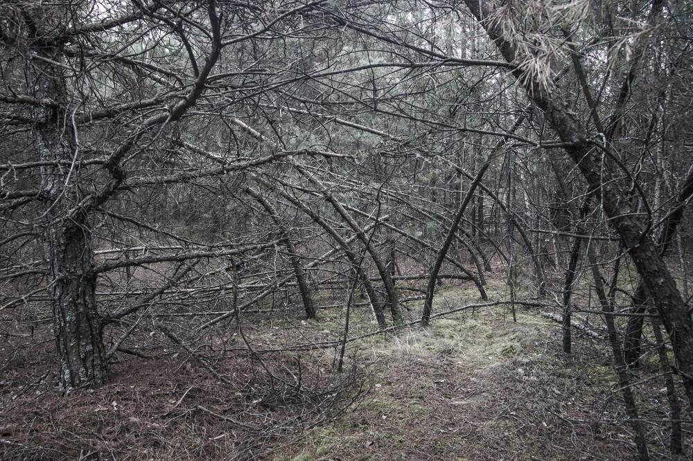 Ведьмин лес -1