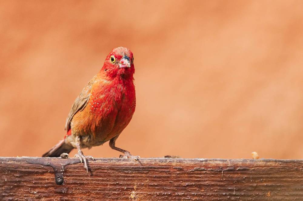 Photograph by Noureddine Belfethi