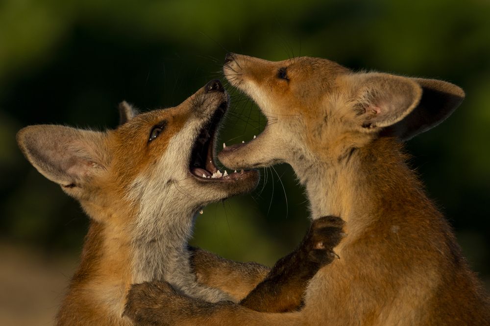 Photograph by Predrag Kostin