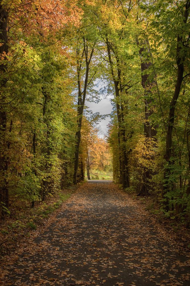 Autumn path