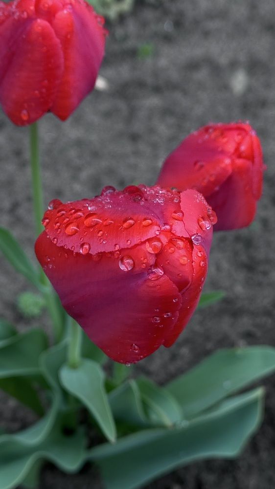 Фотография автора Наталья Тургулайнен