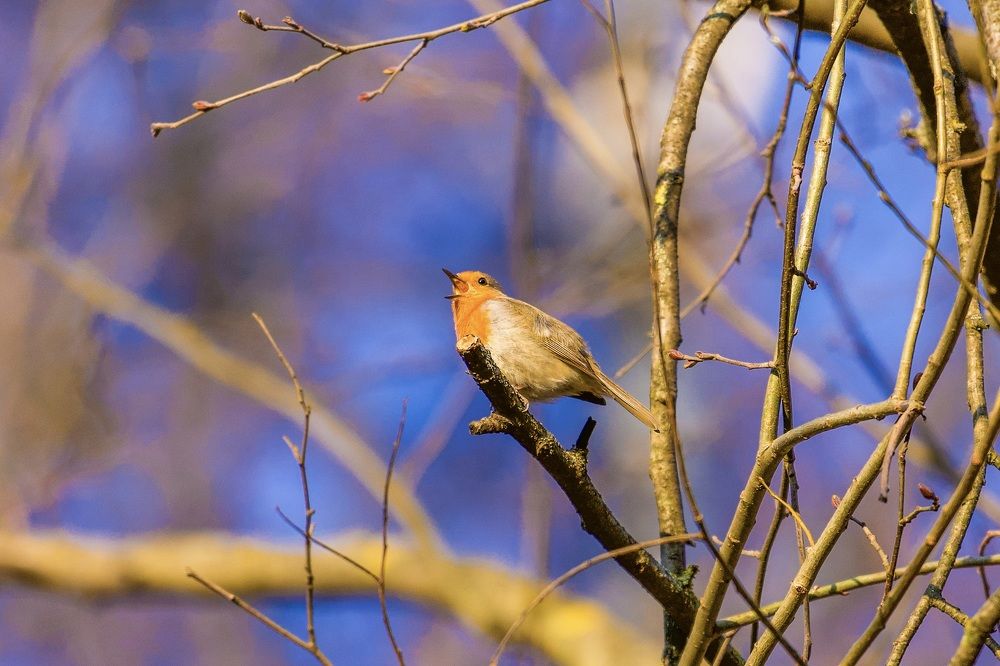 Photograph by Alexey Shevchenko