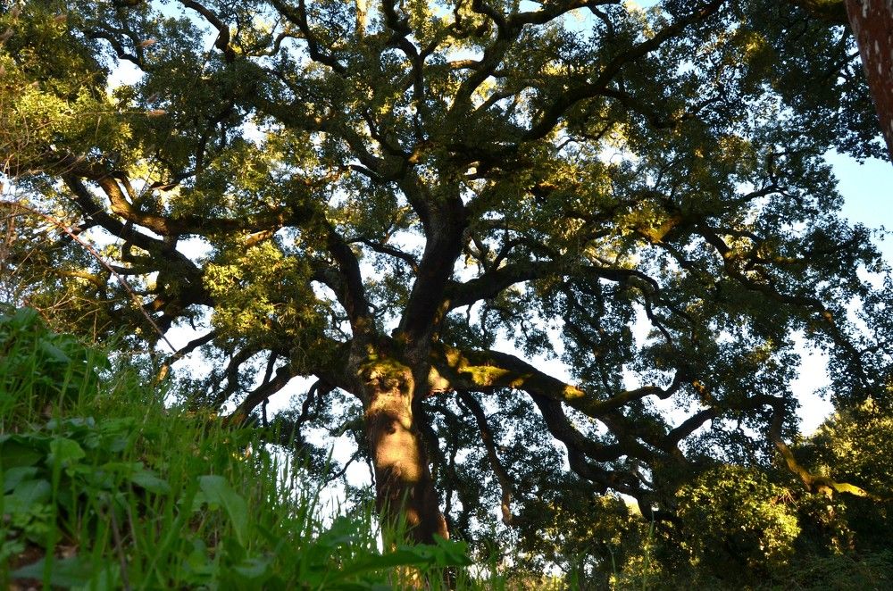 The big cork oak tree
