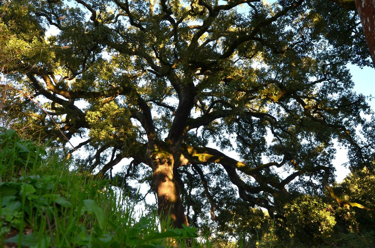 The big cork oak tree