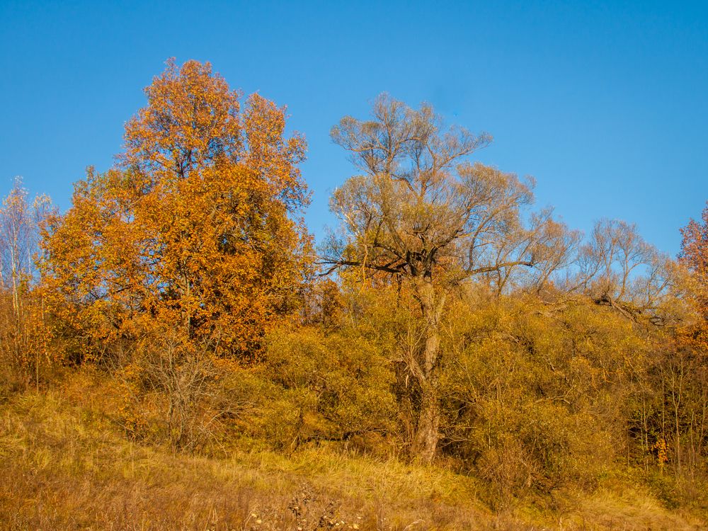 Photograph by Ольга Заповедная