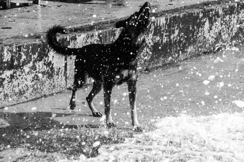 Фотография автора Максим Светличный