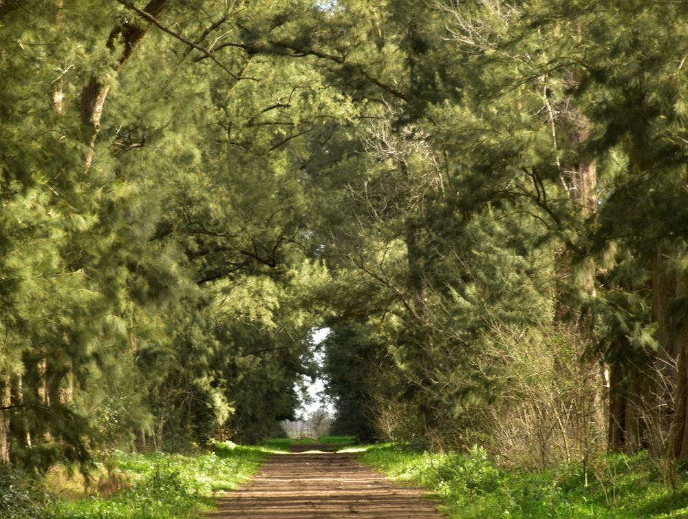 Túnel de árboles