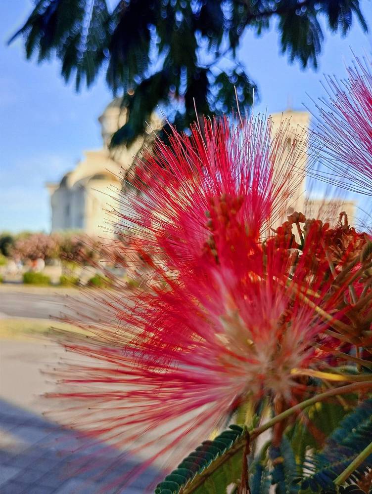 Фотография автора JELENA VASIC