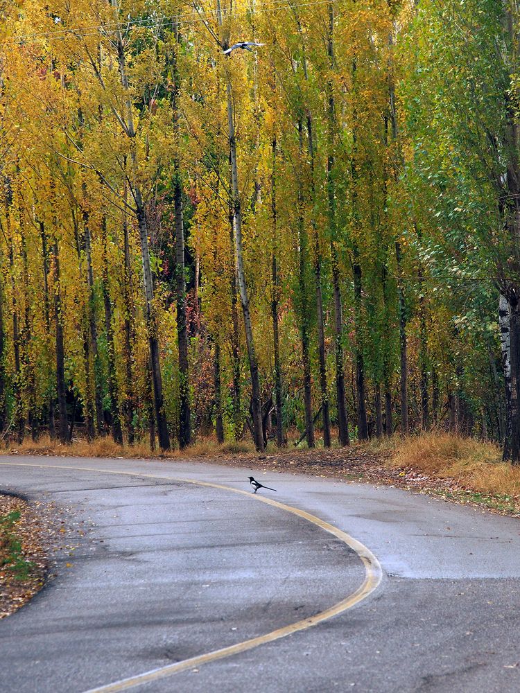 Photograph by Farid Ataei