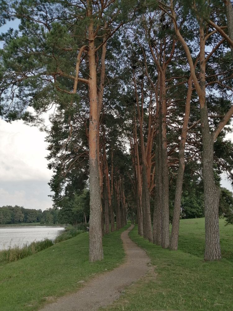Тропа на берегу пруда в окрестностях Мирского замка.