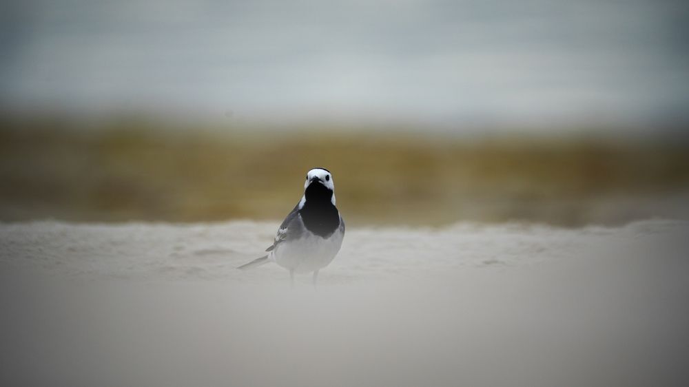 Фотография автора Maksymilian Nehrebecki