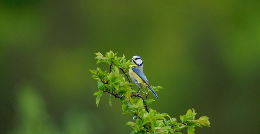 Фотография автора Maksymilian Nehrebecki