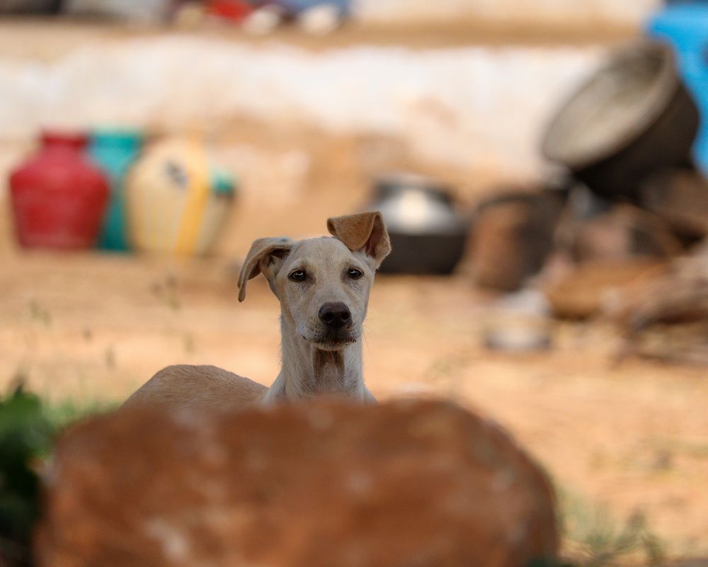 Hide and Seek partner