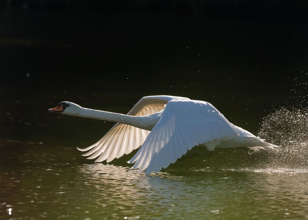 Photograph by wendy vanhoudt