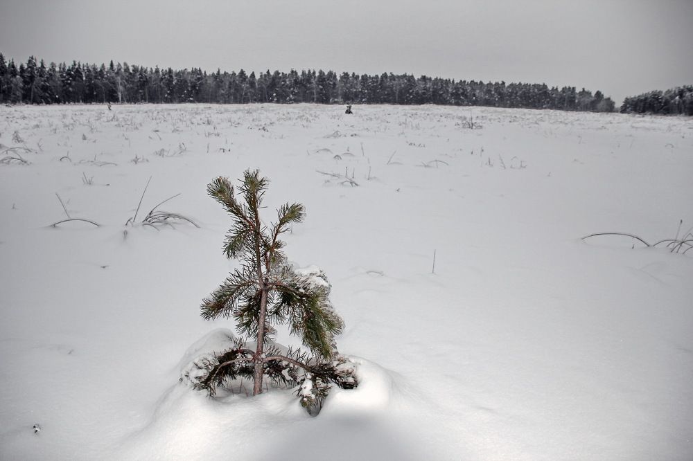 Photograph by Алексей Зимин