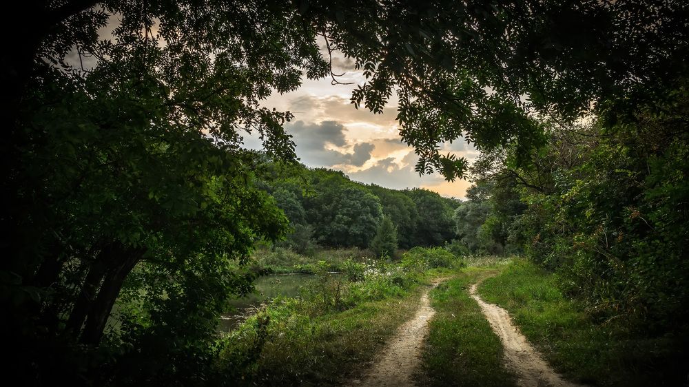 Лесная тропа