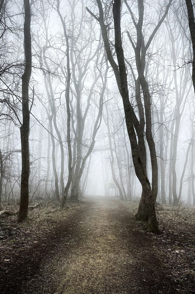 Туманная мгла