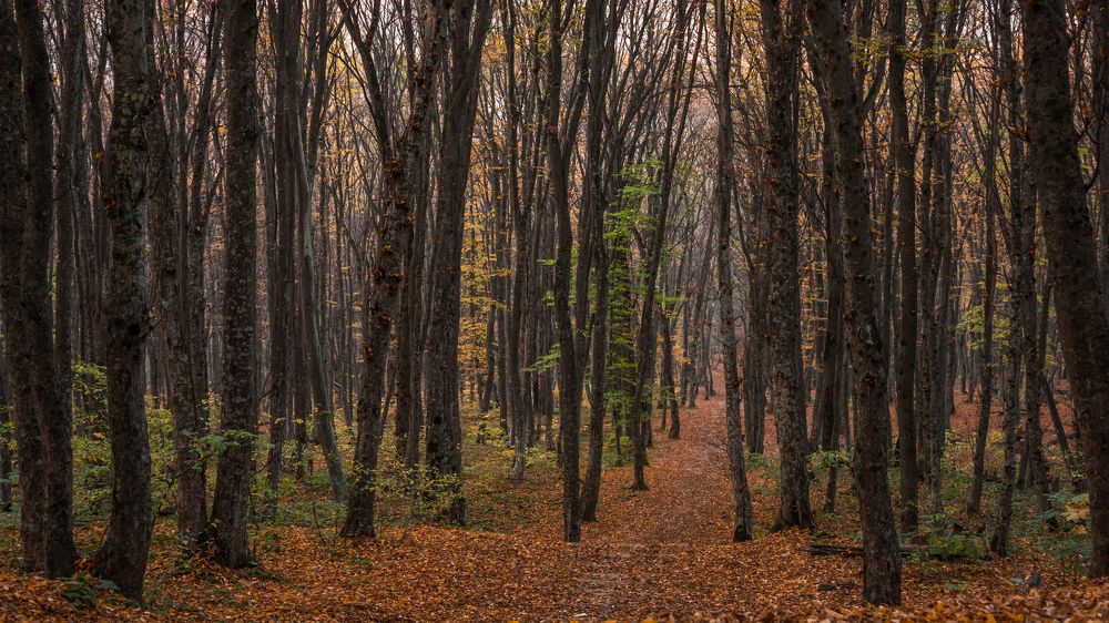 Осенняя лесная тропа