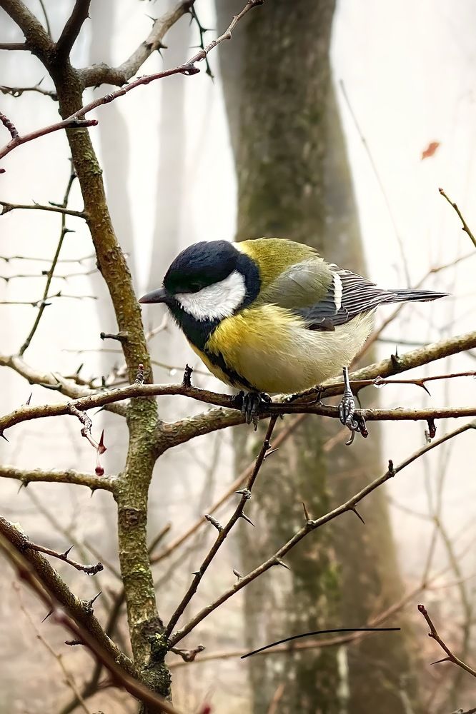 Лесная синица