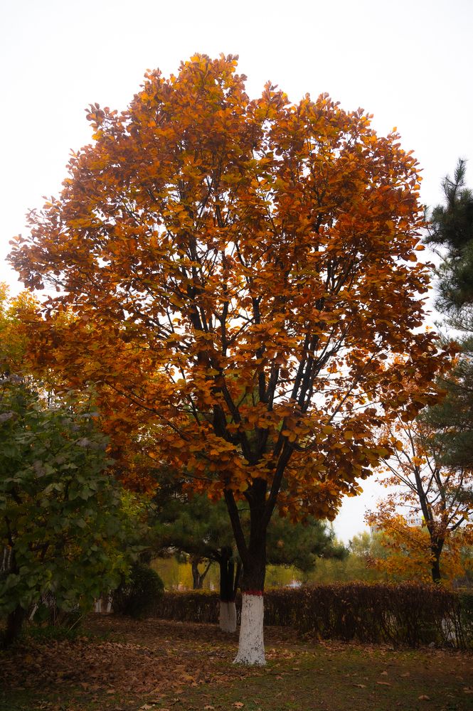 Photograph by Марина Степаненко