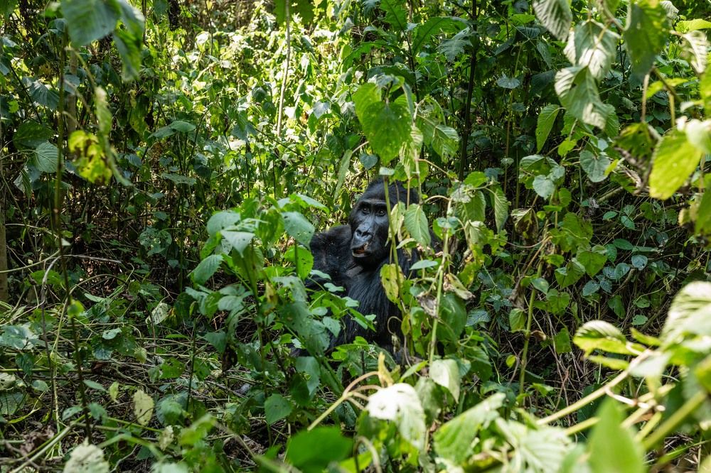 Photograph by Narcisse K CHIBANGU Phoenix