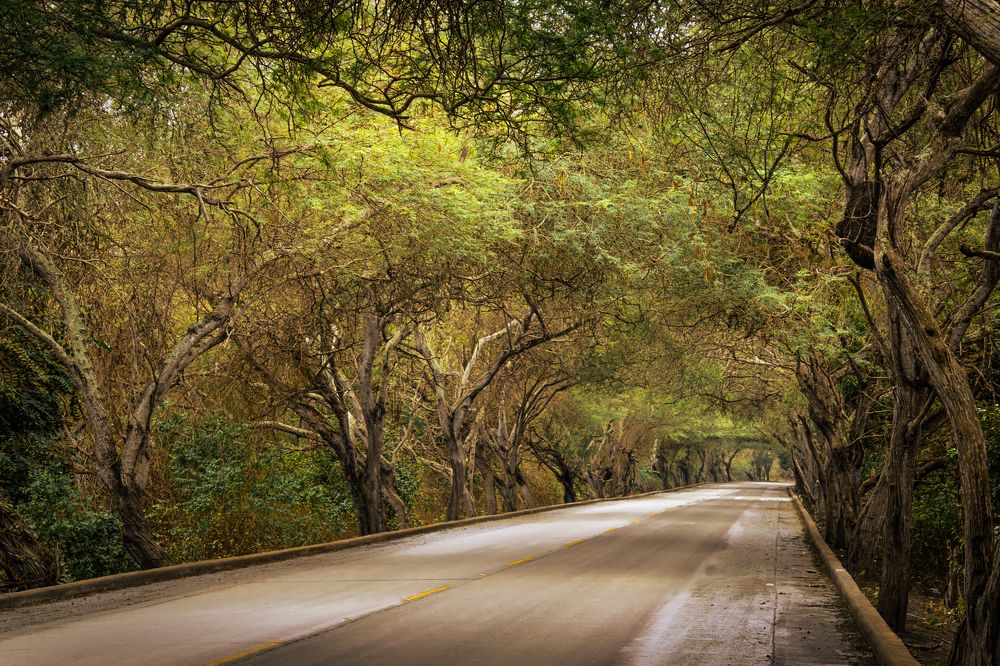 Photograph by Susie Castellano