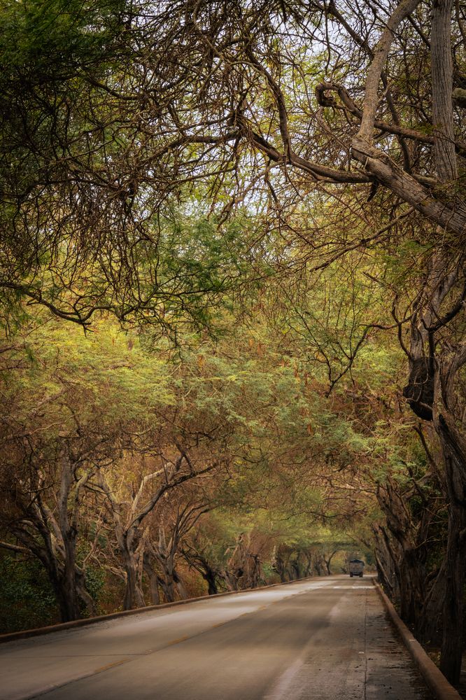 Photograph by Susie Castellano