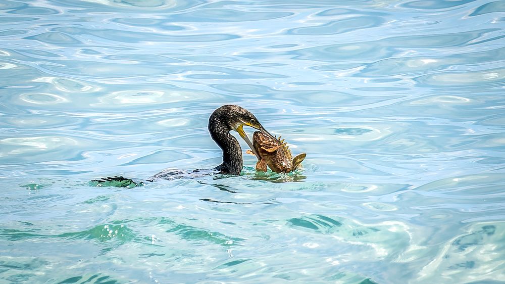 Добыча не по размеру