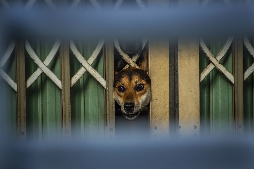 Photograph by Tran Khoa