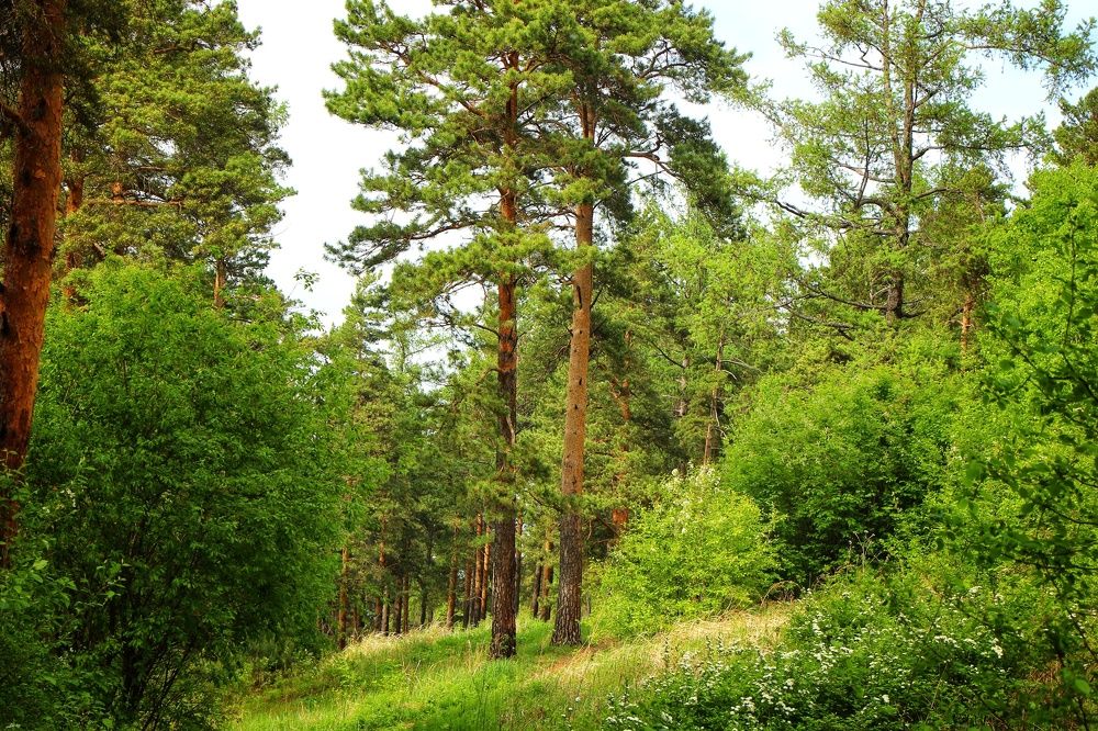 Photograph by Владимир Сушкин