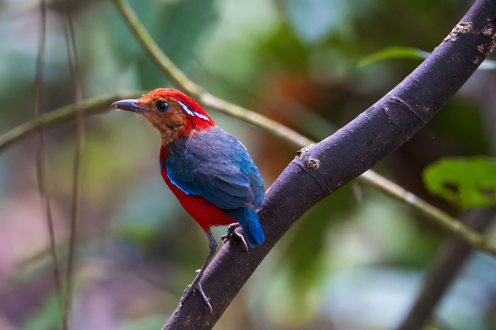 Photograph by Isdianto Malay