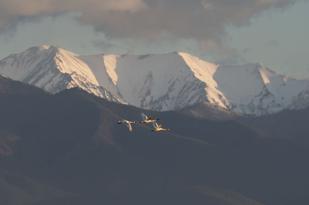 Photograph by Елена Вторушина