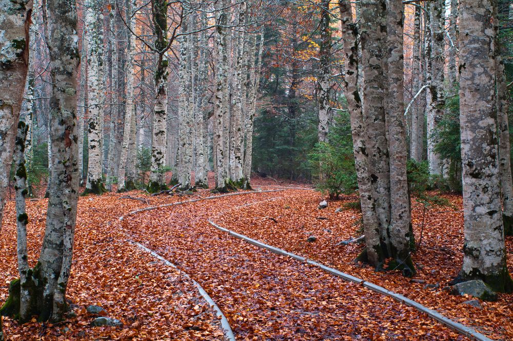 Осенняя дорога
