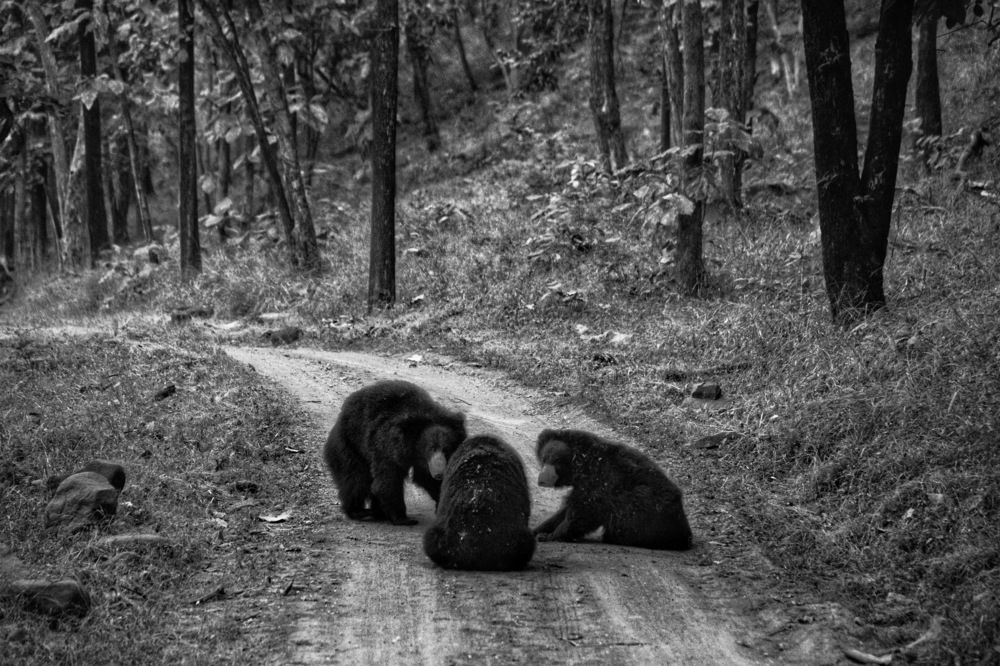 Фотография автора Aryaman Dhiman