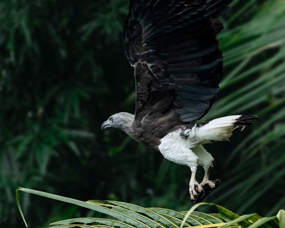 Photograph by Swarnandu Ghosh