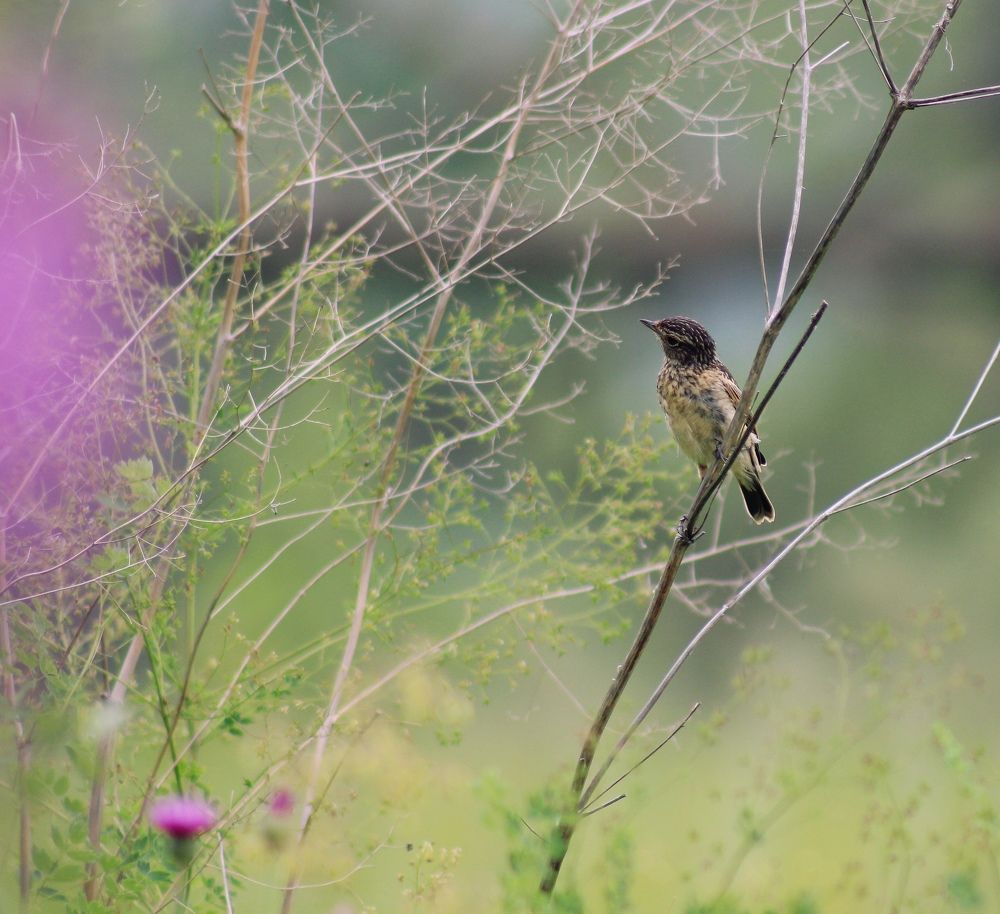 Photograph by Светлана