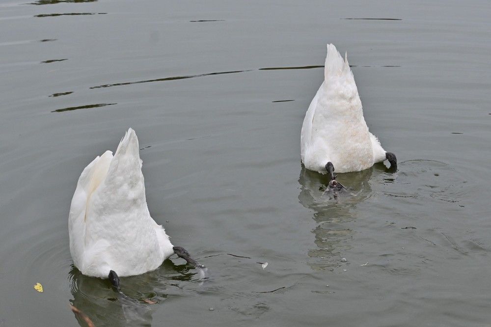 Фотография автора IRINA FILIPPOVA